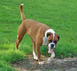 BOXERS OF MERCY - Dog Breeders