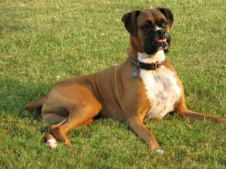 Adorable Boxers - Dog Breeders