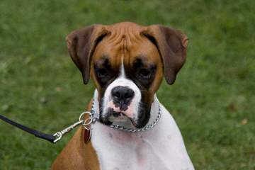 Akc Brindle Boxer For Stud - Dog and Puppy Pictures