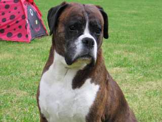 Longislandsweetiesboxers - Dog Breeders