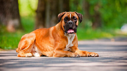 Boxer Puppies - Dog Breeders