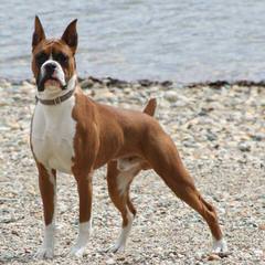 Akc Brindle Boxer For Stud - Dog and Puppy Pictures