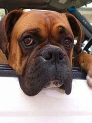 Male Brindle Boxer Stud Only - Dog Breeders