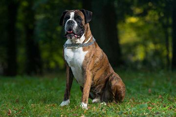 dog boxer breeders names boxers carolina south boy cedar creek detoured breed guide dogs puppies everydayknow shutterstock