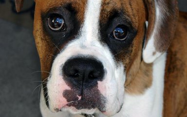 Ohio Valley Boxers - Dog Breeders