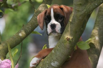 The Contenders Boxers & Boarding Kennels - Dog and Puppy Pictures