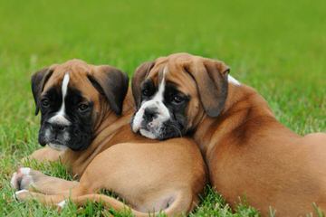 Sunnyfarm: Boxers - Dog Breeders