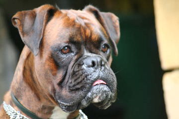 Boxer Pupps For Sale - Dog Breeders