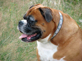 Beautiful Boxer Puppies - Dog Breeders