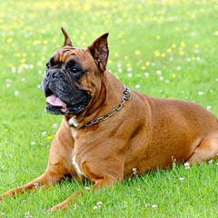 Boxers - Dog Breeders