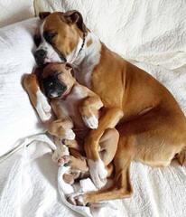 Longislandsweetiesboxers - Dog and Puppy Pictures