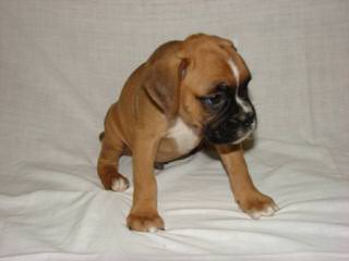 Akc Boxer Puppies - Dog and Puppy Pictures