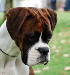 Boxer Pups For The Pacific Northwest - Dog Breeders