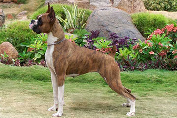 Quality Boxers At Foggy Bottom Ranch - Dog Breeders