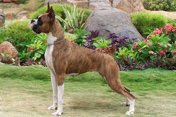 Cimarron European Boxers - Dog Breeders