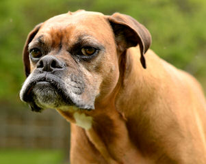 1 Boxer Dog For Sale - Dog Breeders