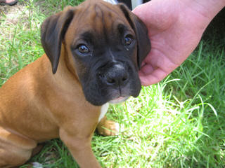 Boxer Puppies. Akc. - Dog Breeders