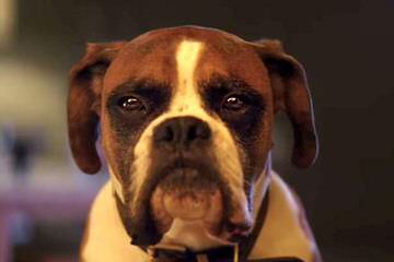 Sunnyfarm: Boxers - Dog Breeders