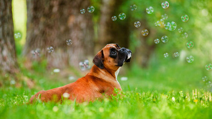 Adorable Boxers - Dog Breeders