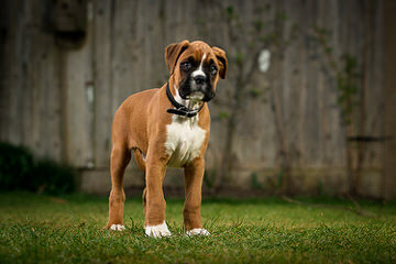 Picture Perfect Boxers - Dog and Puppy Pictures