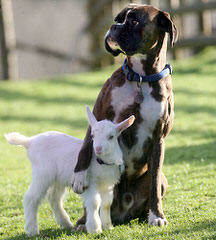 Cedar Creek Boxers - Dog Breeders