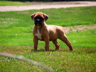 Looking For Female Boxer To Breed My Male With - Dog and Puppy Pictures