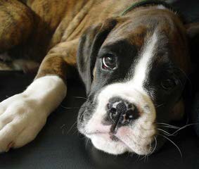 Longislandsweetiesboxers - Dog Breeders