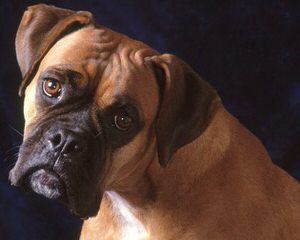 Cocalico Boxers – Family Raised With Love! - Dog Breeders