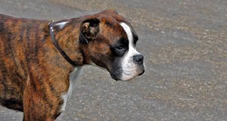 Akc Boxer Puppies - Dog Breeders