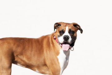 Picture Perfect Boxers - Dog Breeders
