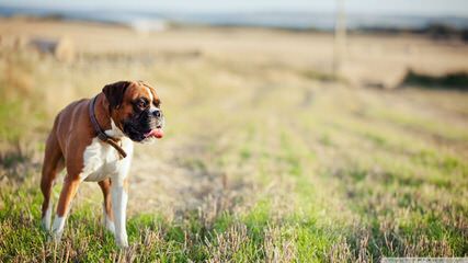 Boxer Pups For The Pacific Northwest - Dog Breeders