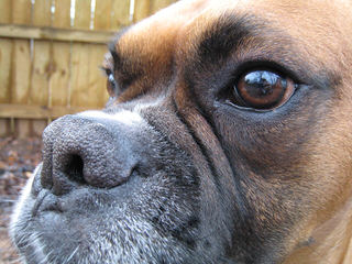 Boxers - Dog and Puppy Pictures