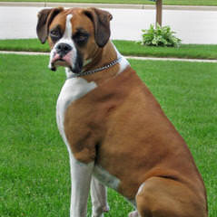 St. Pete, Fl Male Boxer For Breed - Dog Breeders