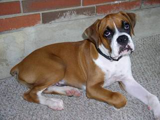 Crazy About Boxers 386 - Dog Breeders