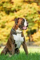 Boxer Pupps For Sale - Dog Breeders