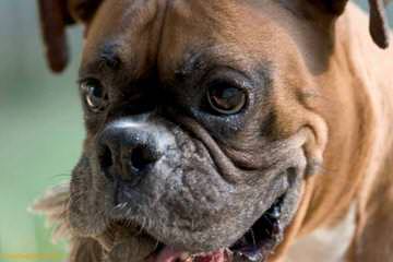 Reverse Brindle Female Boxer - Dog Breeders