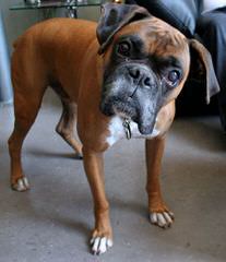 St. Pete, Fl Male Boxer For Breed - Dog and Puppy Pictures