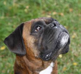 Boxers Pups For Sale - Dog Breeders