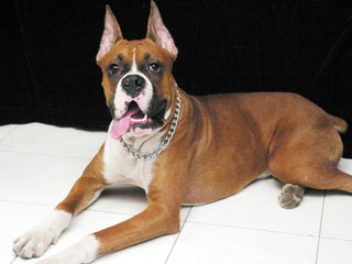 Aker’s Precious Boxers - Dog Breeders