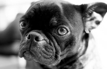 Bugg Puppies And Boston Terrier Puppies - Dog Breeders