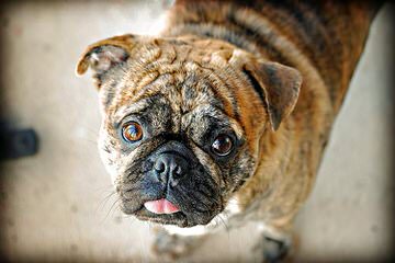 Bugg Puppies In Pa! - Dog Breeders