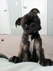 Bugg Puppies And Boston Terrier Puppies - Dog and Puppy Pictures