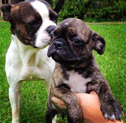 Bugg Puppies And Boston Terrier Puppies - Dog Breeders