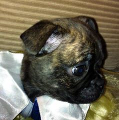 Bugg Puppies For Sale - Dog Breeders