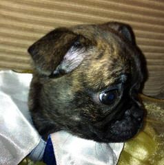 Bugg Puppies And Boston Terrier Puppies - Dog and Puppy Pictures