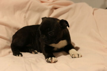 For Sale Beautiful Bugg Puppies - Dog Breeders