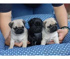 For Sale Beautiful Bugg Puppies - Dog Breeders
