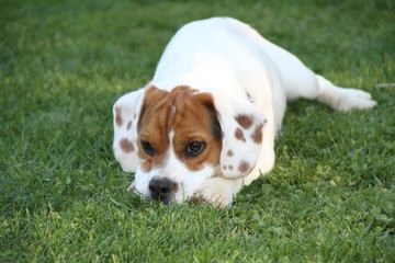 Bugg Puppies For Sale - Dog and Puppy Pictures