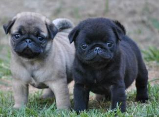 Bugg Puppies In Pa! - Dog Breeders