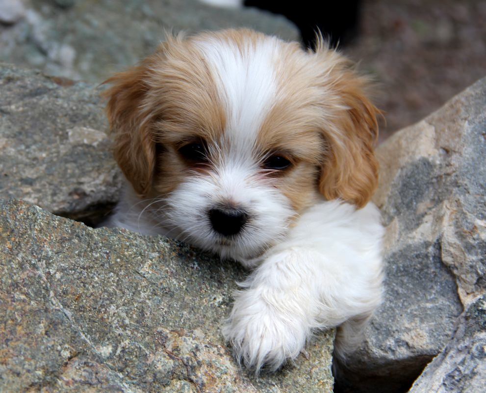 Cavachon Dogs and Puppies